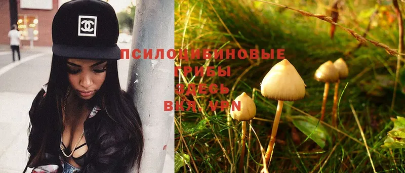 Галлюциногенные грибы Psilocybine cubensis  Амурск 